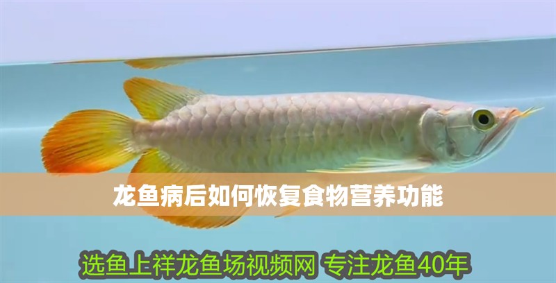 龍魚病后如何恢復食物營養(yǎng)功能