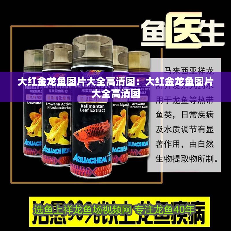 大紅金龍魚圖片大全高清圖：大紅金龍魚圖片大全高清圖