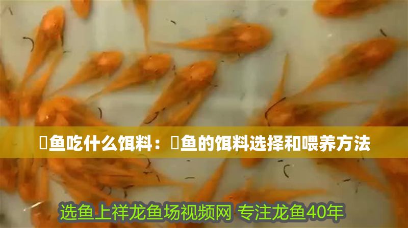 魟魚(yú)吃什么餌料：魟魚(yú)的餌料選擇和喂養(yǎng)方法 魟魚(yú)吃什么餌料：魟魚(yú)的餌料選擇和喂養(yǎng)方法 魟魚(yú)百科 第2張