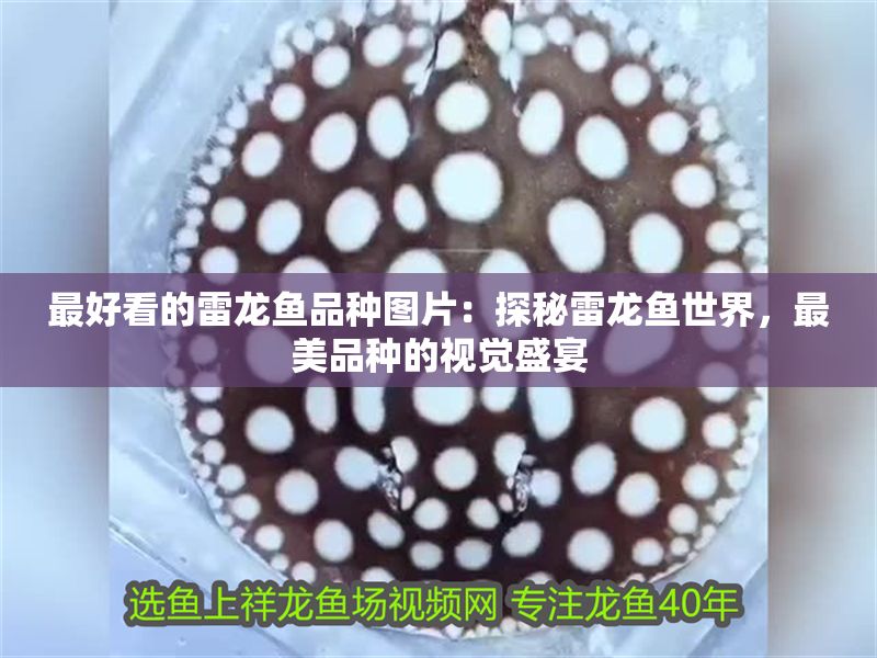 最好看的雷龍魚品種圖片：探秘雷龍魚世界，最美品種的視覺盛宴