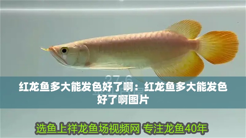 紅龍魚多大能發色好了啊：紅龍魚多大能發色好了啊圖片