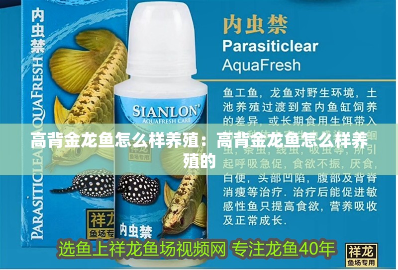 高背金龍魚怎么樣養殖：高背金龍魚怎么樣養殖的