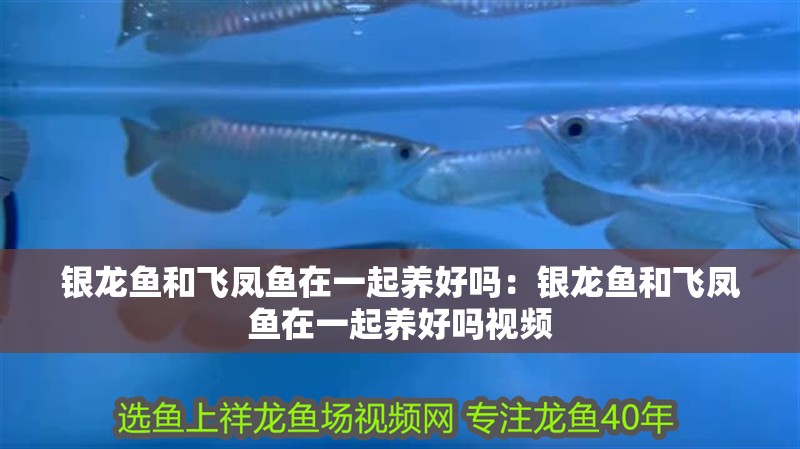 銀龍魚和飛鳳魚在一起養好嗎：銀龍魚和飛鳳魚在一起養好嗎視頻 銀龍魚和飛鳳魚在一起養好嗎：銀龍魚和飛鳳魚在一起養好嗎視頻 水族問答