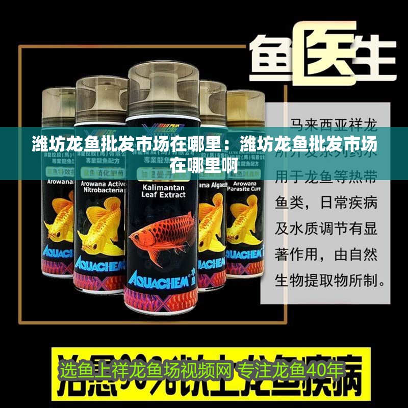 濰坊龍魚批發(fā)市場在哪里：濰坊龍魚批發(fā)市場在哪里啊