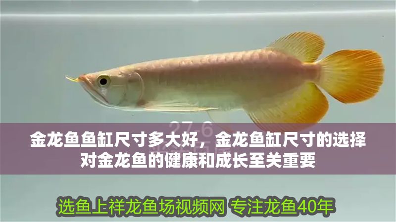 金龍魚(yú)魚(yú)缸尺寸多大好，金龍魚(yú)缸尺寸的選擇對(duì)金龍魚(yú)的健康和成長(zhǎng)至關(guān)重要