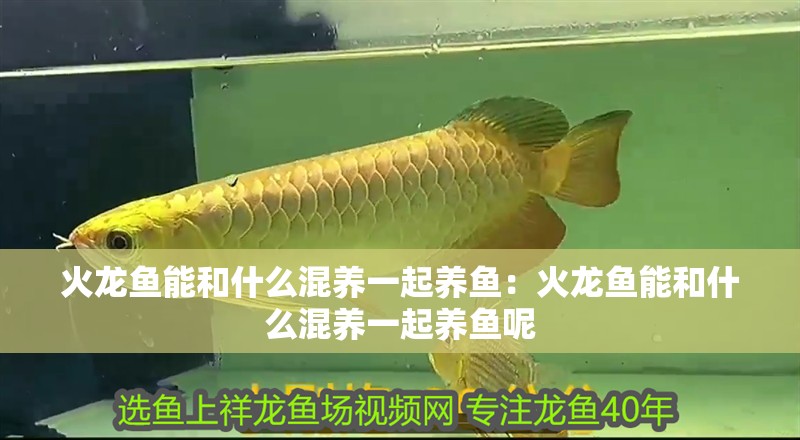 火龍魚能和什么混養一起養魚：火龍魚能和什么混養一起養魚呢
