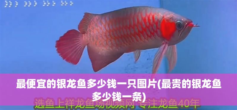 最便宜的銀龍魚多少錢一只圖片(最貴的銀龍魚多少錢一條)
