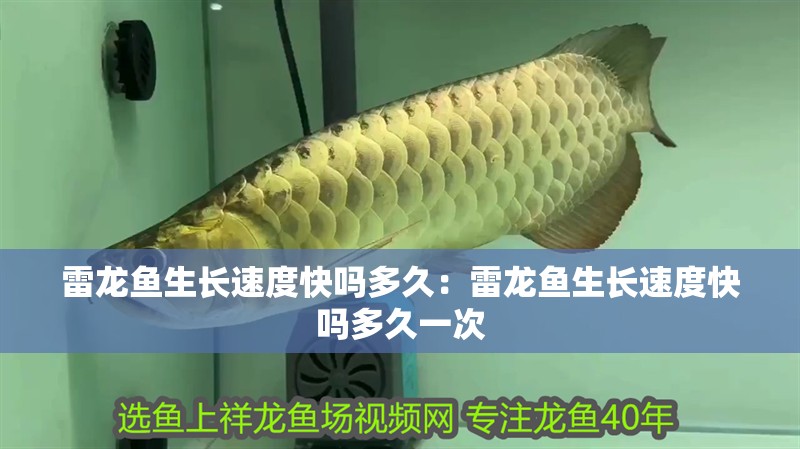雷龍魚生長速度快嗎多久：雷龍魚生長速度快嗎多久一次 雷龍魚生長速度快嗎多久：雷龍魚生長速度快嗎多久一次 水族問答