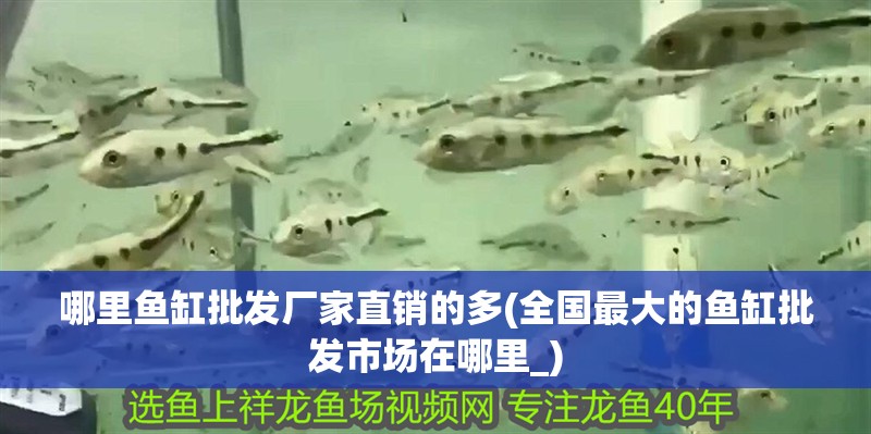 哪里魚缸批發廠家直銷的多(全國最大的魚缸批發市場在哪里_)