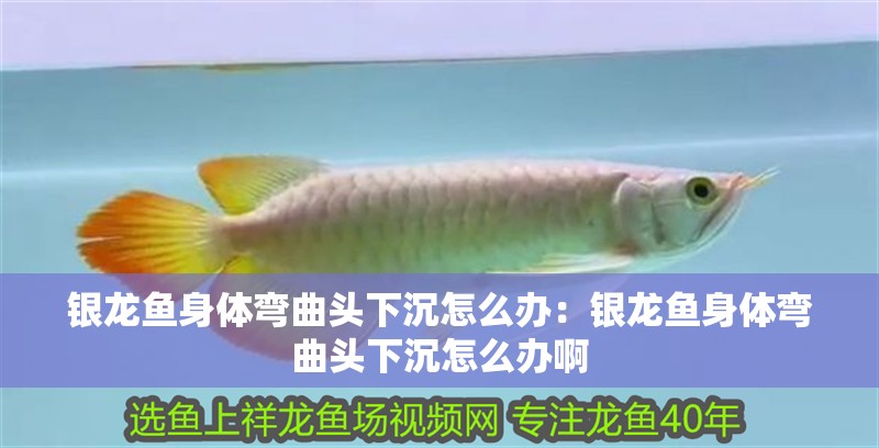 銀龍魚(yú)身體彎曲頭下沉怎么辦:銀龍魚(yú)身體彎曲頭下沉怎么辦啊 水族問(wèn)答 銀龍魚(yú)身體彎曲頭下沉怎么辦:銀龍魚(yú)身體彎曲頭下沉怎么辦啊 銀龍魚(yú)身體彎曲頭下沉怎么辦:銀龍魚(yú)身體彎曲頭下沉怎么辦啊 水族問(wèn)答