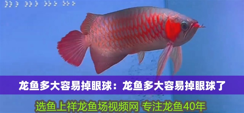龍魚多大容易掉眼球：龍魚多大容易掉眼球了