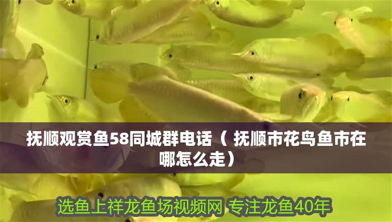 撫順觀賞魚58同城群電話（ 撫順市花鳥魚市在哪怎么走）