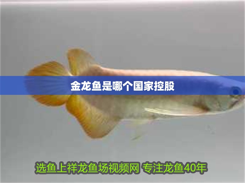金龍魚是哪個國家控股