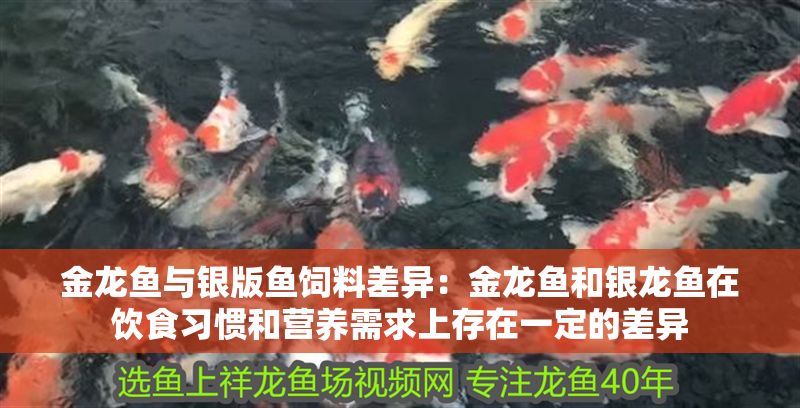 金龍魚與銀版魚飼料差異：金龍魚和銀龍魚在飲食習慣和營養(yǎng)需求上存在一定的差異
