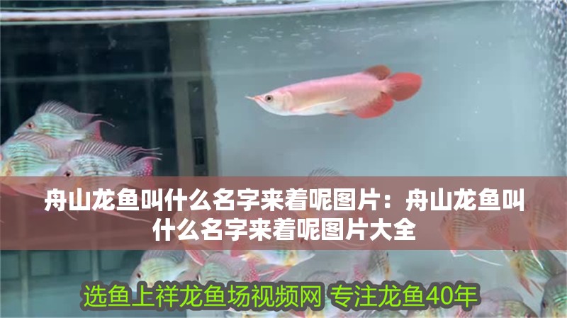 舟山龍魚叫什么名字來著呢圖片：舟山龍魚叫什么名字來著呢圖片大全