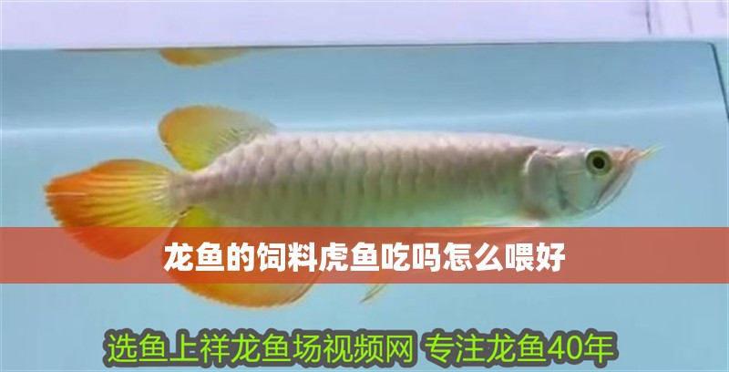 龍魚的飼料虎魚吃嗎怎么喂好