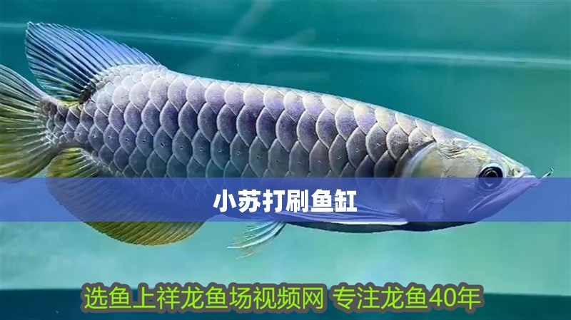 小蘇打刷魚缸 小蘇打刷魚缸 觀賞魚百科