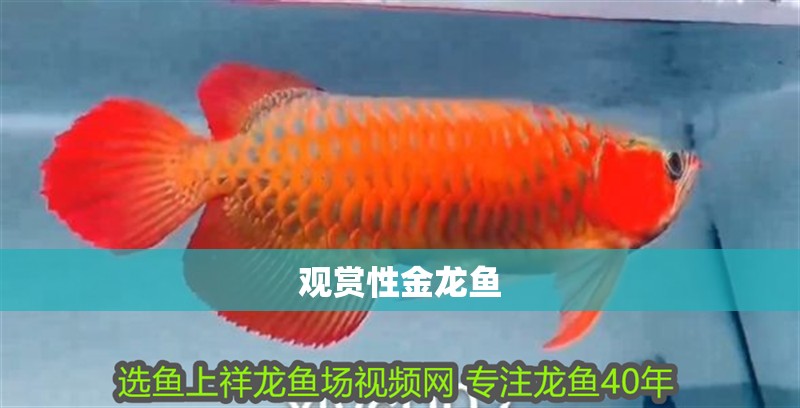 觀賞性金龍魚