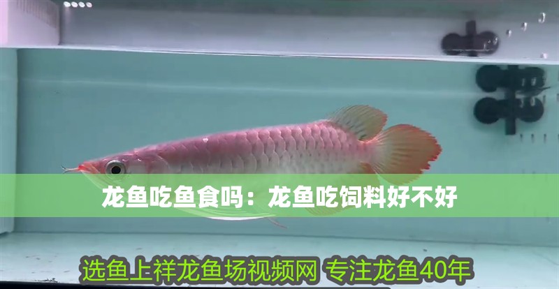 龍魚吃魚食嗎：龍魚吃飼料好不好