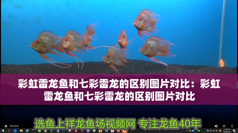 彩虹雷龍魚(yú)和七彩雷龍的區(qū)別圖片對(duì)比：彩虹雷龍魚(yú)和七彩雷龍的區(qū)別圖片對(duì)比