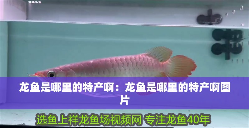 龍魚是哪里的特產(chǎn)啊：龍魚是哪里的特產(chǎn)啊圖片
