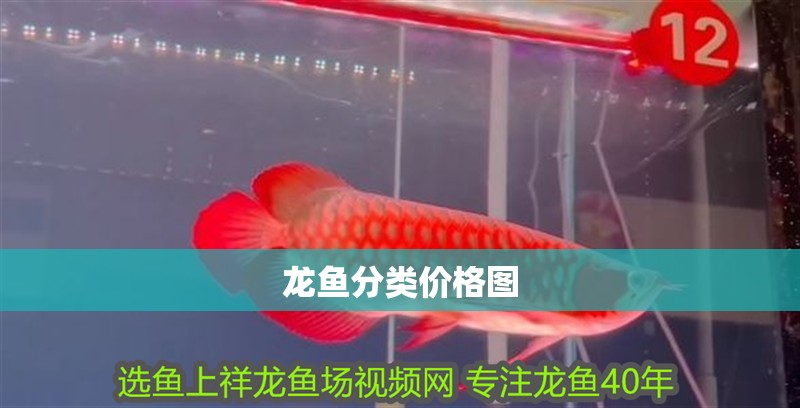 龍魚分類價格圖