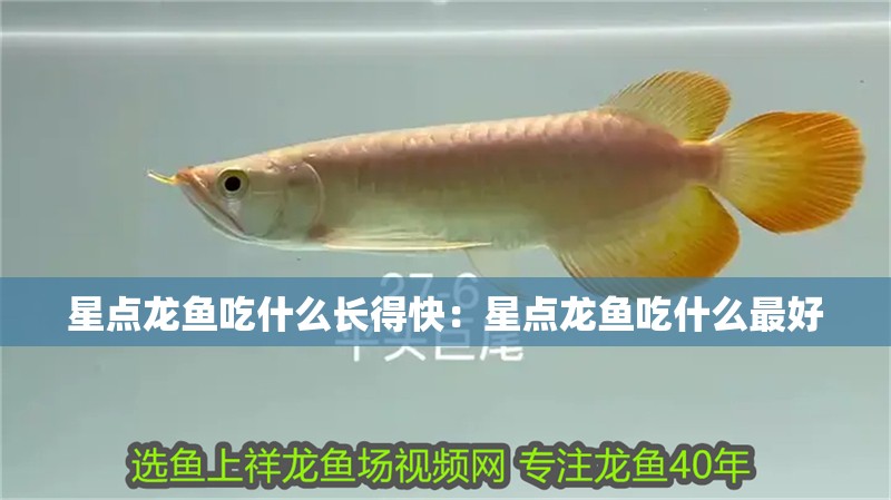 星點龍魚吃什么長得快：星點龍魚吃什么最好