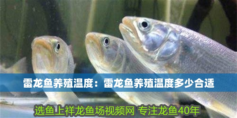 雷龍魚養殖溫度：雷龍魚養殖溫度多少合適