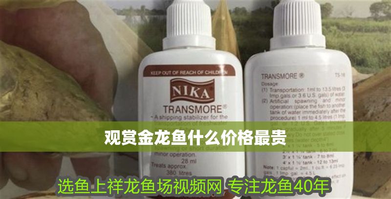 觀賞金龍魚什么價格最貴