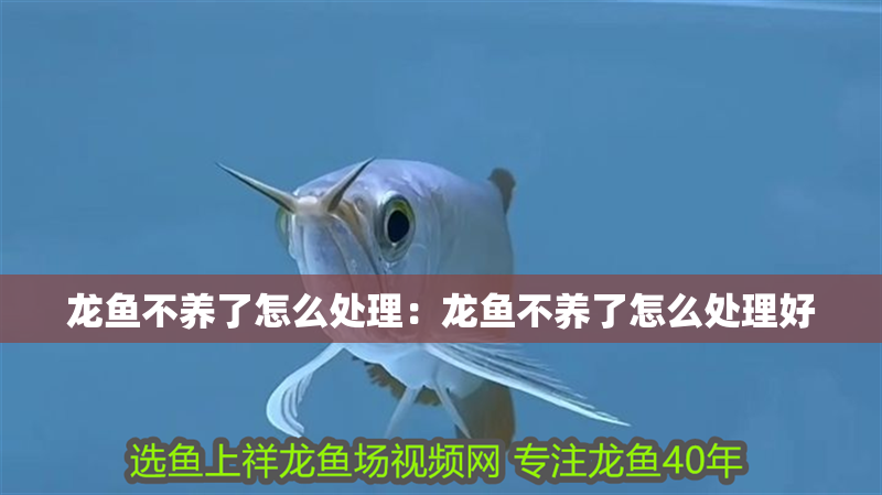 龍魚不養了怎么處理：龍魚不養了怎么處理好