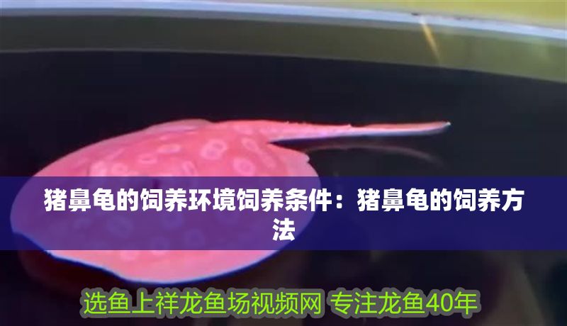 豬鼻龜的飼養環境飼養條件：豬鼻龜的飼養方法 豬鼻龜的飼養環境飼養條件：豬鼻龜的飼養方法 豬鼻龜百科 第1張