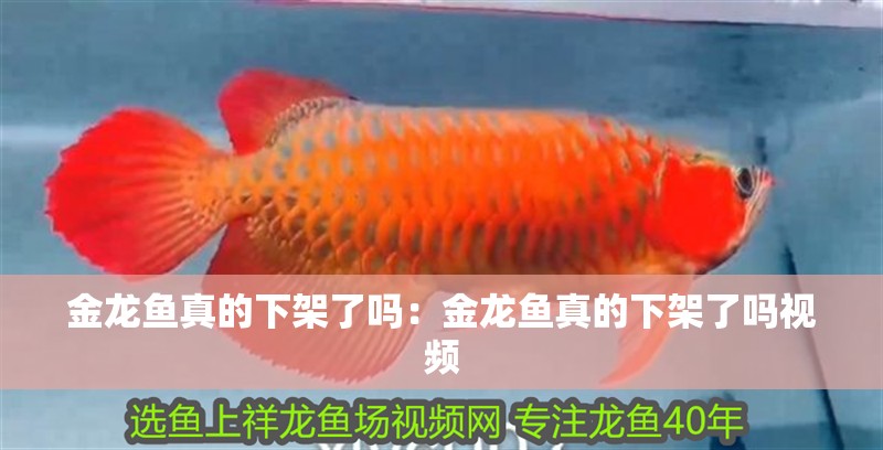 龍魚干蝦有營養嗎 金龍魚真的下架了嗎:金龍魚真的下架了嗎視頻 水族問答 金龍魚真的下架了嗎:金龍魚真的下架了嗎視頻 金龍魚真的下架了嗎:金龍魚真的下架了嗎視頻 水族問答