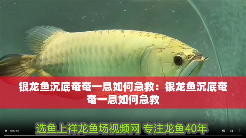 銀龍魚(yú)沉底奄奄一息如何急救：銀龍魚(yú)沉底奄奄一息如何急救