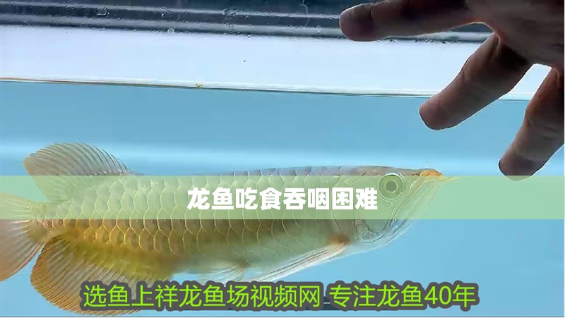 龍魚吃食吞咽困難 龍魚吃食吞咽困難 龍魚百科 第2張