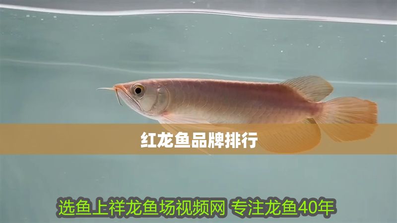 紅龍魚(yú)品牌排行