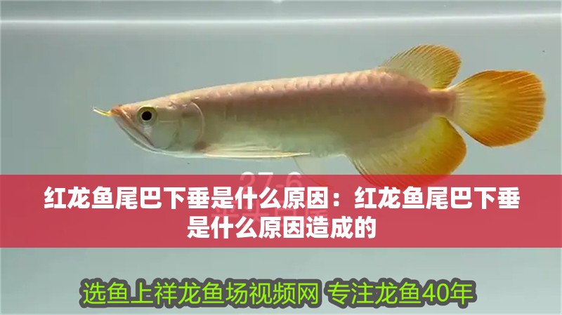 紅龍魚尾巴下垂是什么原因：紅龍魚尾巴下垂是什么原因造成的