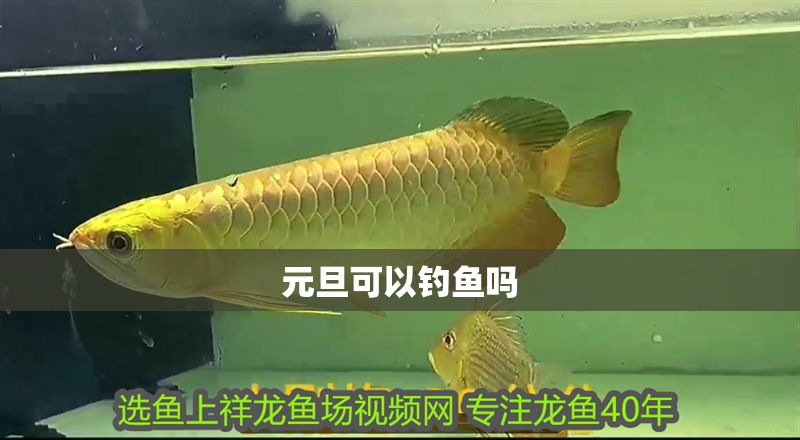 元旦可以釣魚嗎