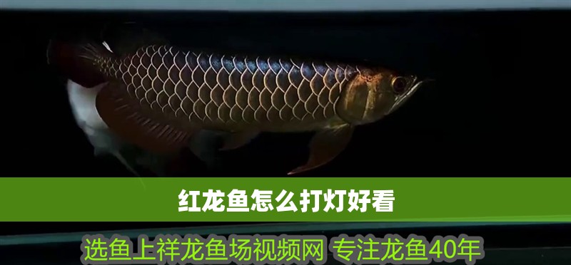 紅龍魚怎么打燈好看