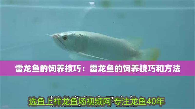 雷龍魚的飼養技巧：雷龍魚的飼養技巧和方法 雷龍魚的飼養技巧：雷龍魚的飼養技巧和方法 水族問答