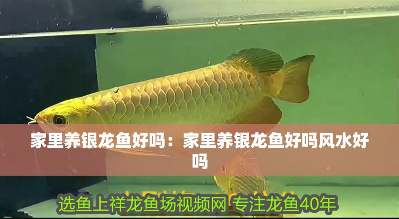 家里養銀龍魚好嗎：家里養銀龍魚好嗎風水好嗎