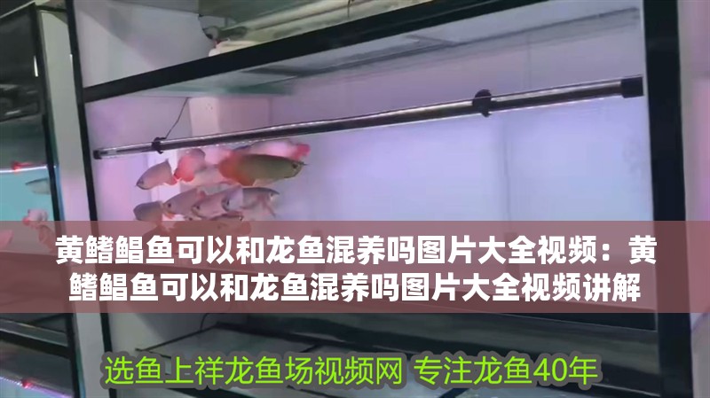 黃鰭鯧魚可以和龍魚混養(yǎng)嗎圖片大全視頻：黃鰭鯧魚可以和龍魚混養(yǎng)嗎圖片大全視頻講解