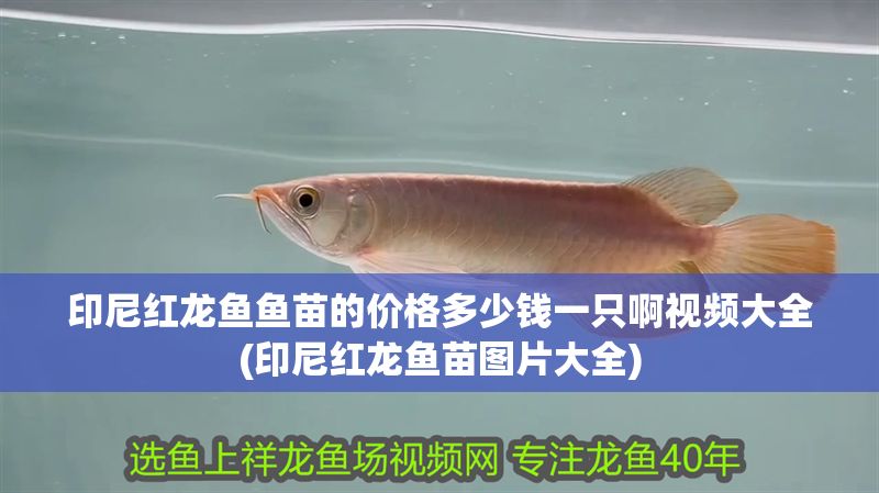 印尼紅龍魚(yú)魚(yú)苗的價(jià)格多少錢一只啊視頻大全(印尼紅龍魚(yú)苗圖片大全)