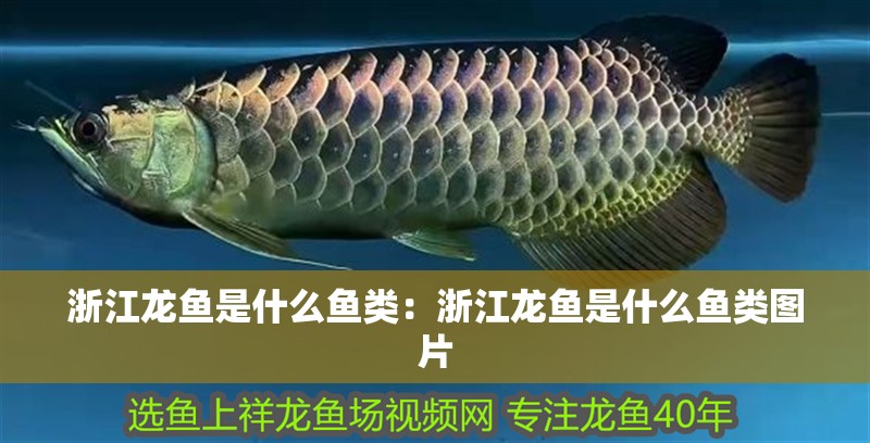 <strong><mark>浙江</mark></strong>龍魚是什么魚類：<strong><mark>浙江</mark></strong>龍魚是什么魚類圖片