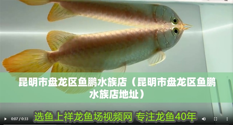 昆明市盤龍區魚鵬水族店(昆明市盤龍區魚鵬水族店地址) 全國水族館企業名錄 第1張 昆明市盤龍區魚鵬水族店(昆明市盤龍區魚鵬水族店地址) 昆明市盤龍區魚鵬水族店(昆明市盤龍區魚鵬水族店地址) 全國水族館企業名錄 第1張