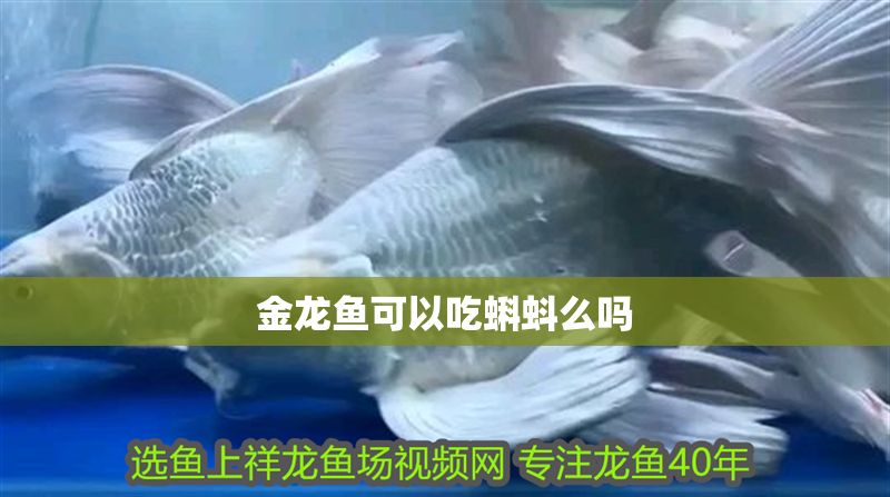 金龍魚可以吃蝌蚪么嗎