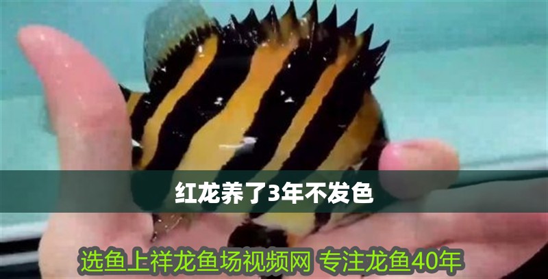 紅龍養了3年不發色