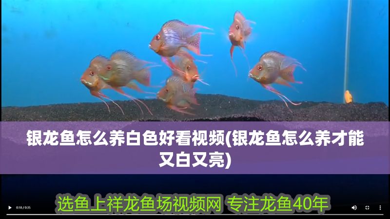 銀龍魚怎么養白色好看視頻(銀龍魚怎么養才能又白又亮)