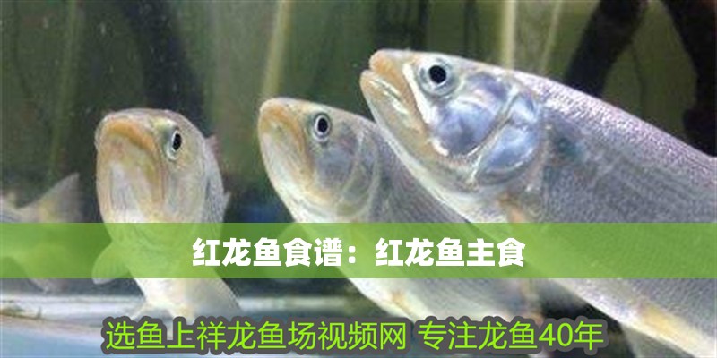 紅龍魚食譜：紅龍魚主食 紅龍魚食譜：紅龍魚主食 水族問答