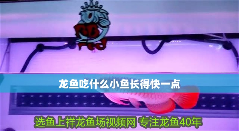 龍魚吃什么小魚長得快一點
