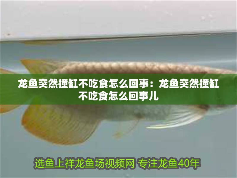 龍魚突然撞缸不吃食怎么回事：龍魚突然撞缸不吃食怎么回事兒